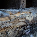 A close up of the bark on a tree